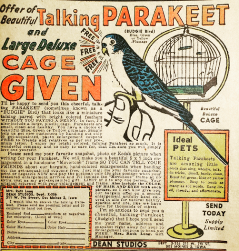 Talking Parakeet - 1940